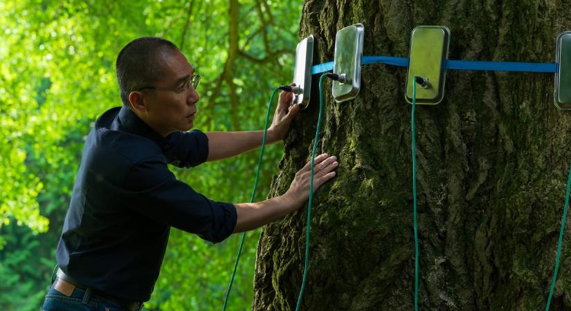 Fákról és lélekről: Enyedi Ildikó új filmje különleges és meghökkentő