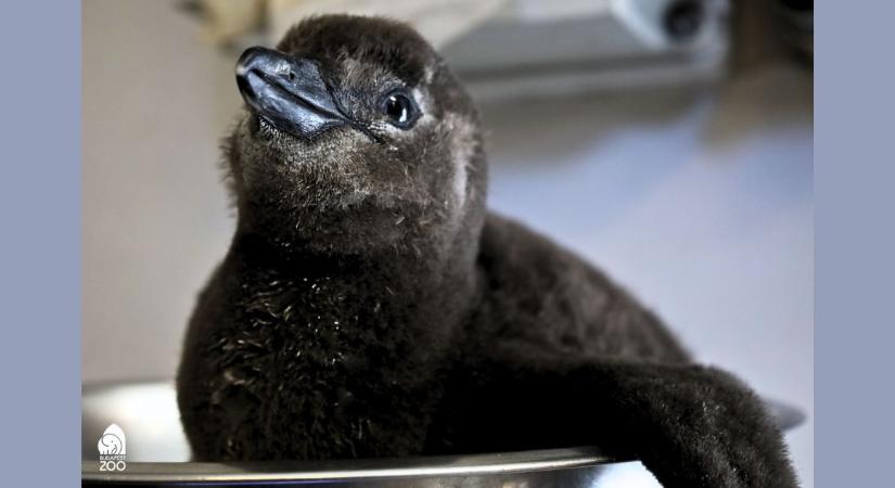 Kikelt az idei első pingvinfióka a budapesti állatkertben