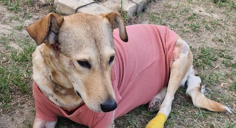 Rozi kutya szerető gazdára talált