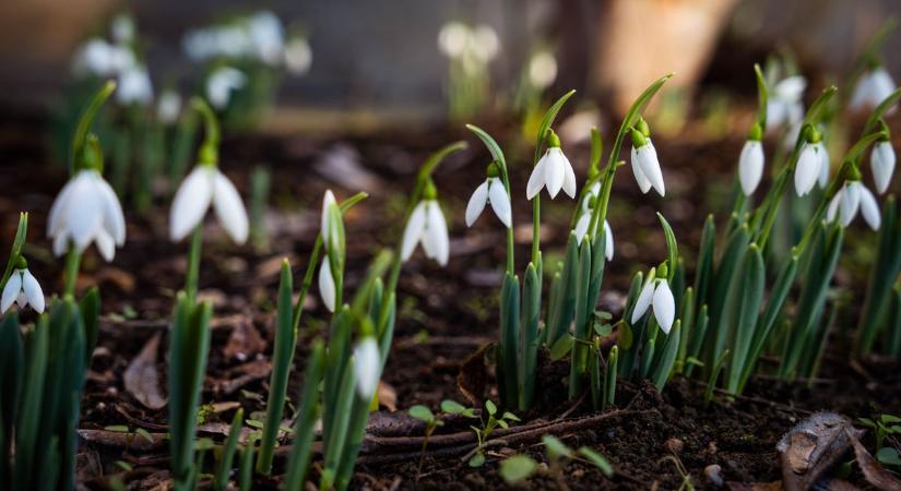 A naptár szerint még tél van, de Csongrád-Csanádban már megmutatta magát a tavasz első hírnöke