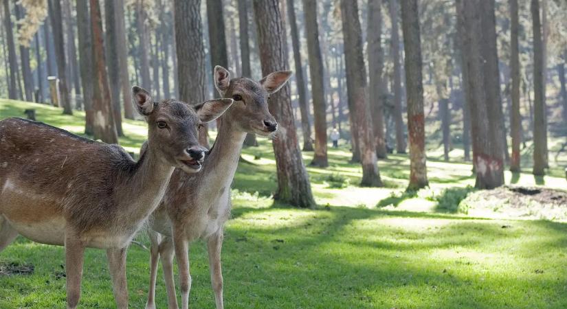 Riasztó, ami történik: 20 éve nem látott pusztítástól félnek egy magyar városban