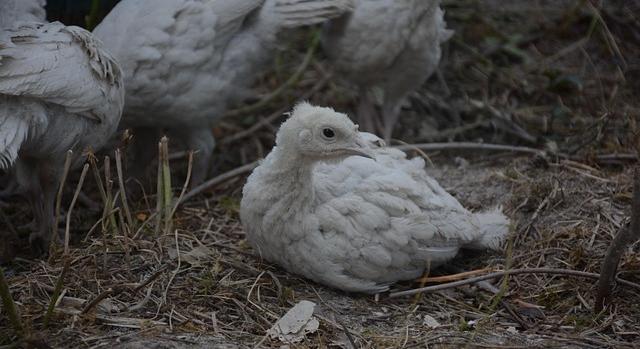 Újabb kitörés: ezúttal Békés vármegyei baromfitelepeken igazolódott a madárinfluenza