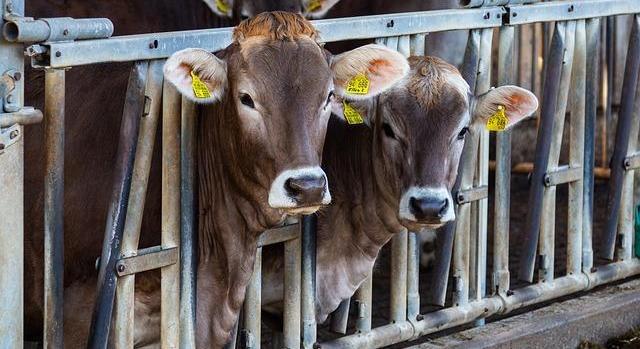 Nőtt a szarvasmarha vágása és exportja Magyarországon 2025-ben