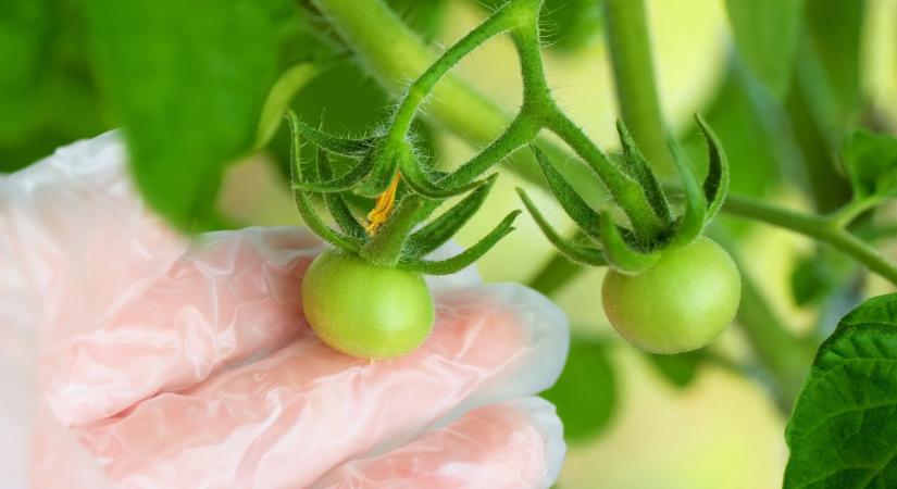 Sorsfordító döntés – jóváhagyta a bizottság az új génkezelési technikákat