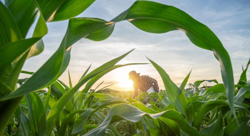 Ezen múlik 2026-ban a magyar kukorica sorsa: csak így kerülhetik el a kudarcot a termelők