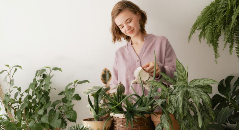 A te növényed is ezt csinálja? 5 jel, ami ijesztőnek tűnik, de teljesen normális