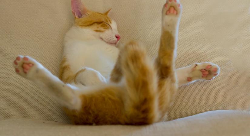 Elképesztő, milyen pózokba tekeredve képesek a macskák aludni (videó)