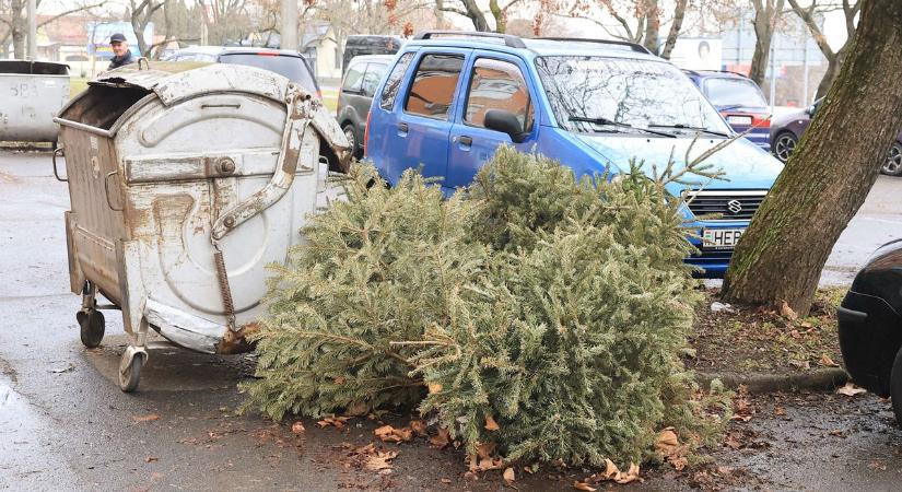 Kidobott fenyőfák csúfítják az utcákat városszerte – mi lesz most velük? (fotókkal)