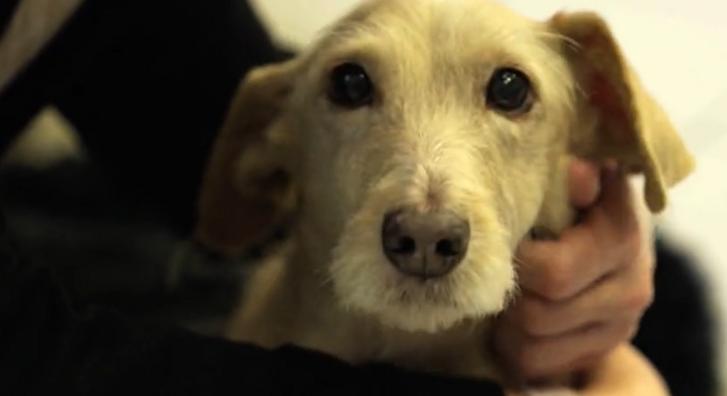 Érzelmekkel teli pillanatok következnek a Vészhelyzet az állatkórházban új epizódjában