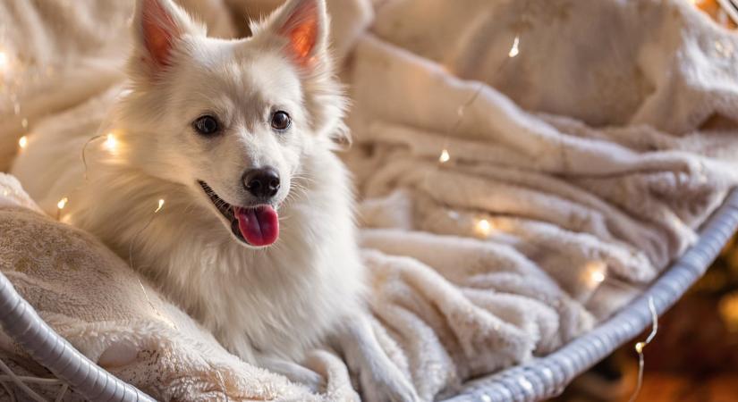 Tényleg képesek barátságokat kötni a kutyák? Ezt mondja a tudomány