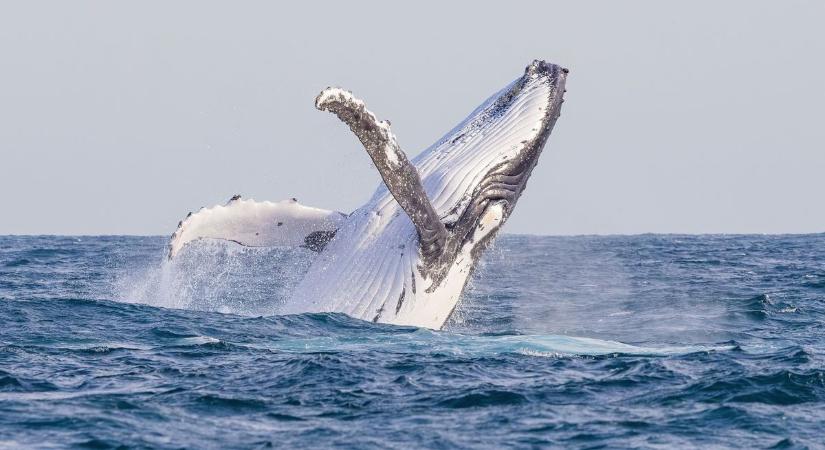 Elképesztő, hogyan alkalmazkodnak a bálnák a klímaváltozáshoz
