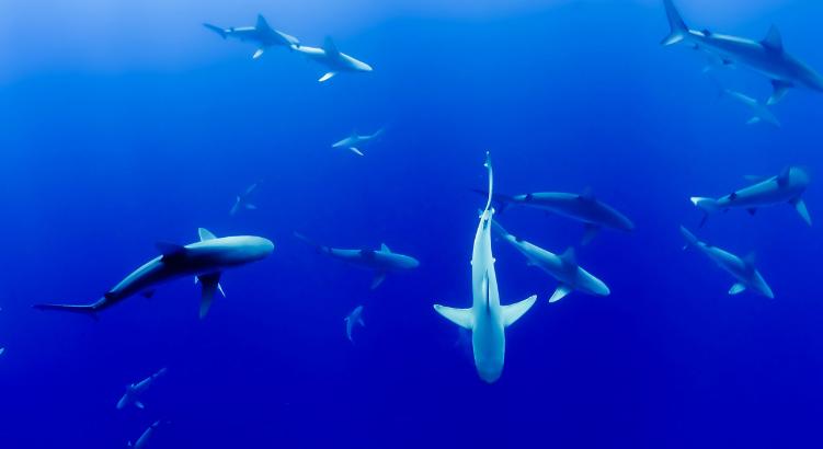 Az óceánok savasodása új veszélyt jelent az élővilágra