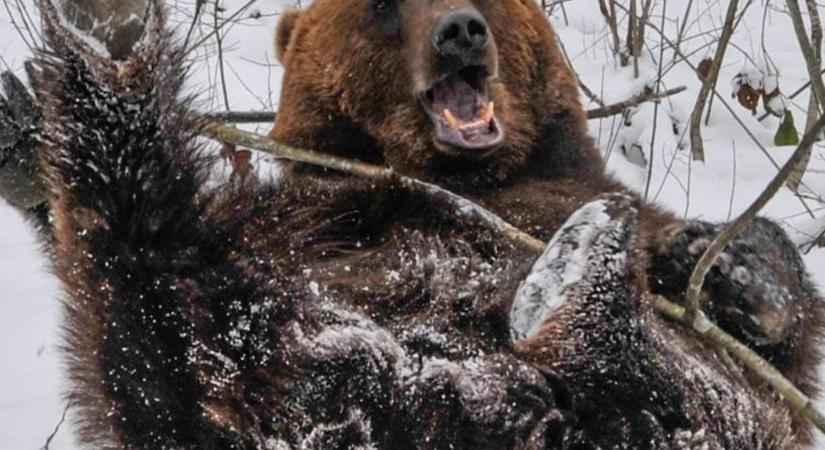 Pár négyzetméteres ketrecben tartották a barna medvét – most úgy élvezte a havazást, mint senki más