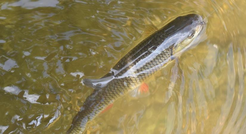 Aggodalmat keltő hírek után döntés született a Sajó halairól