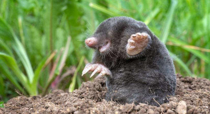 Vakondkommandó a kertben: miért pont minket választott?