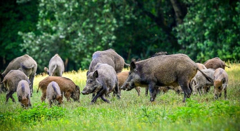 Erdőlátogatási tilalmat rendeltek el Gemencben – azt is elárulták, miért van rá szükség!