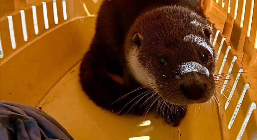 Kisvidrát mentettek Siófokon, egy autó alatt kuporgott az anyjától elszakadt ragadozó