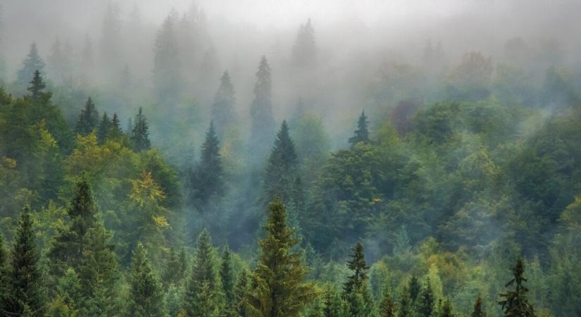 Nagyot vállalt Magyarország 2030-ig: óriási erőkkel keresik az értékes magyar fajokat, és bárki beszállhat