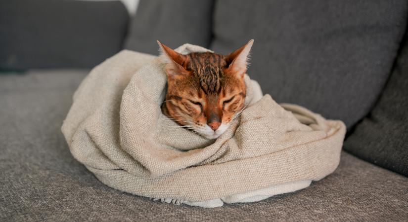 8 jel, hogy a macskádnak erős fájdalmai vannak