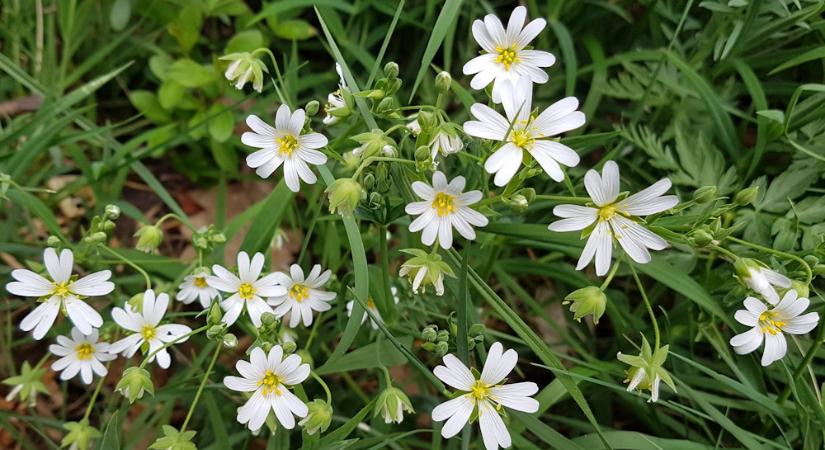 Olocsán csillaghúr – hosszan virágzó fehér csillagok az erdőszélen