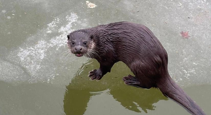 Cuki videók készültek ezekről a védett állatokról
