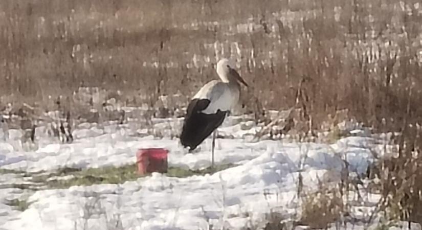 Márton a zord hidegben sem hagyta magára Gólyut