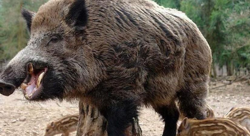 Vadgazdálkodási munkák a Gulya-domb térségében – Mutatjuk, mikor lesz látogatási korlátozás