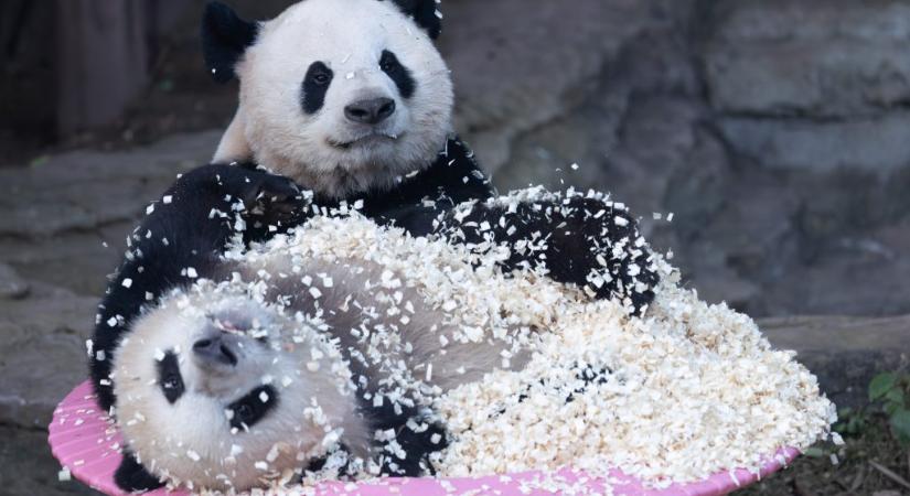 Embert még nem öltek, de ettől még nem veszélytelenek a pandák