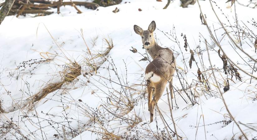 Tündéri, amit a konyhája ablakából kapott lencsevégre kollégánk – nézze meg a fotókat!