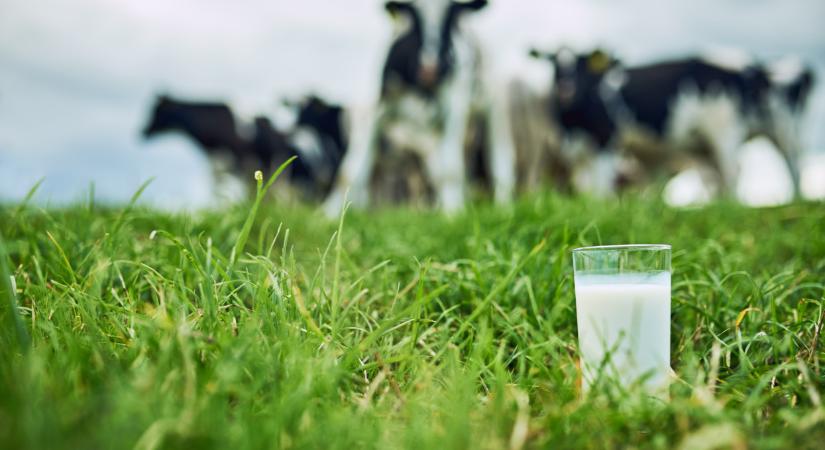 Sok gazda kaphat most ilyen támogatást: nagy segítség, de van buktató