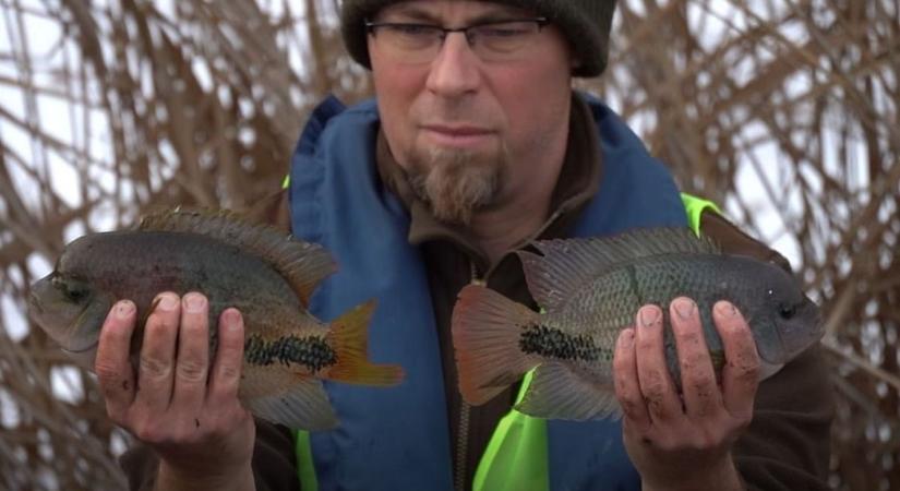 Folytatják az idegenhonos halfajok gyérítését a Balatonnál – videó