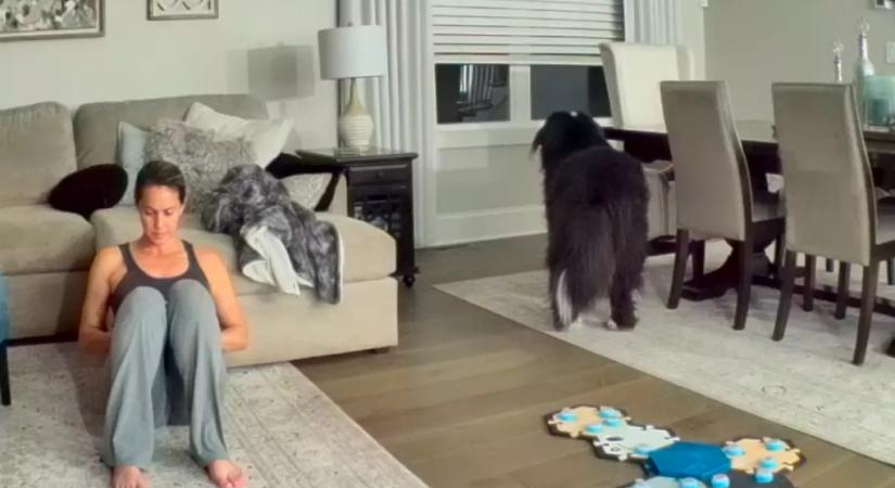 Észreveszi a kutya, hogy veszélyben van a macska: amit ezután tesz, lenyűgöző