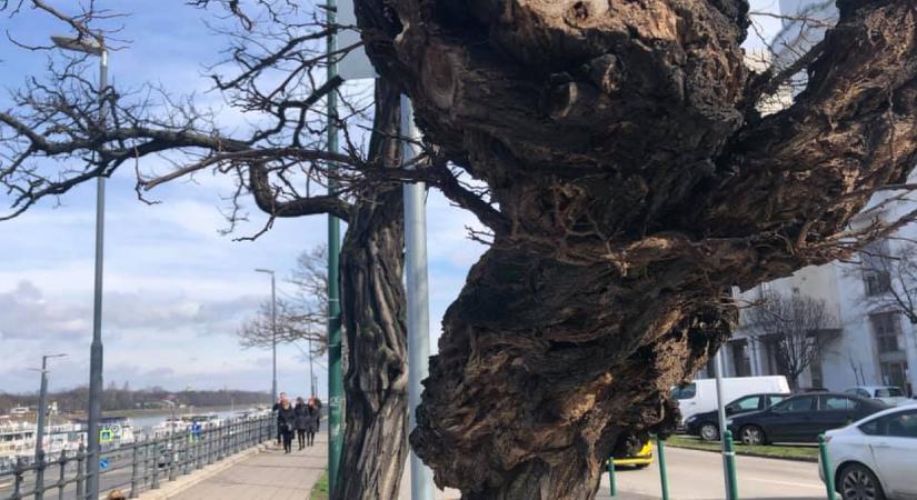 Lehúzhatja a bulihajók rolóját a főváros az újpesti rakparton