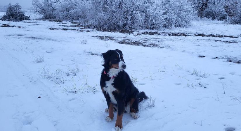 Fél Veszprém az utcákat járja az elveszett berni pásztor után (fotó)