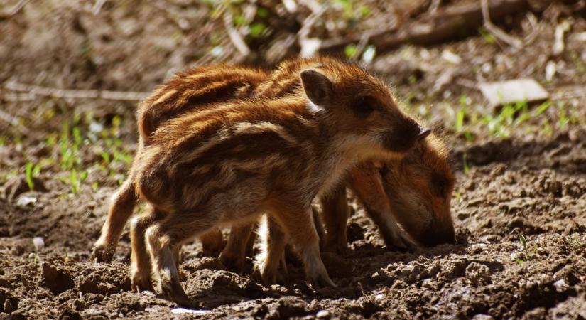 Erdőlátogatási korlátozás a népszerű kirándulóhelyen – ide most ne indulj útnak!