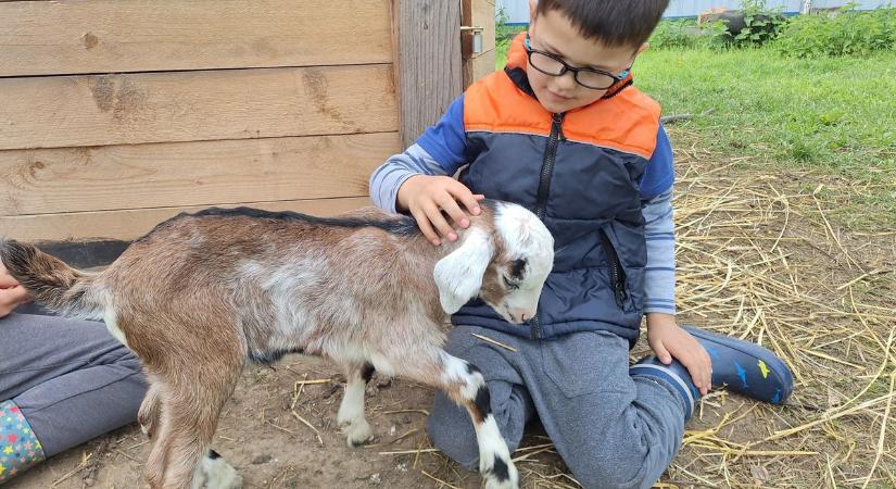 Ezeket a szabályokat tartsd be, ha felelős gazda akarsz lenni