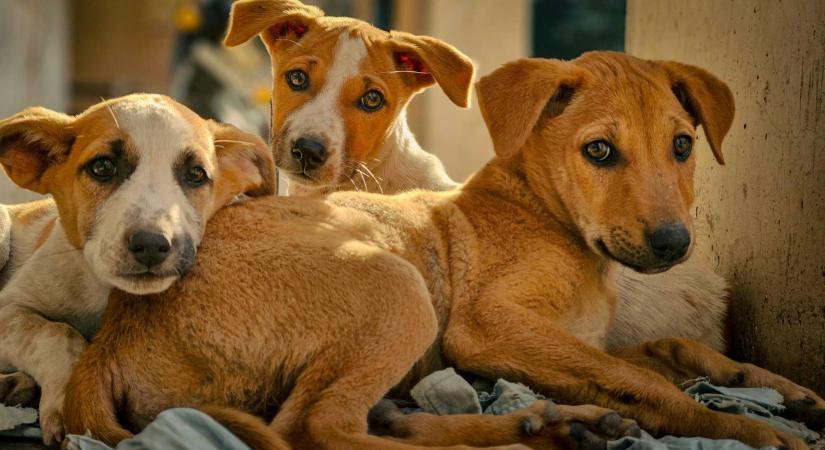 Törvénytelenül altattak el kóbor kutyákat Maros megyében