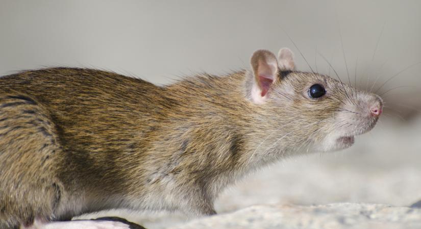 Nem használt a gyógyszer, ChatGPT-tanácsokkal gyógyította magát a patkánybolhatífuszos nő