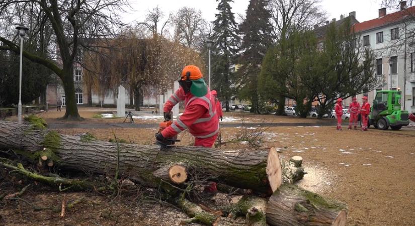 Fakivágások, metszések a városban