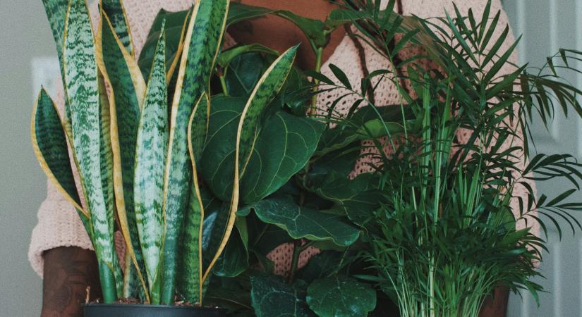 A Feng Shui szerint rendbe jönnek a pénzügyei, ha beszerzi ezt a szobanövényt