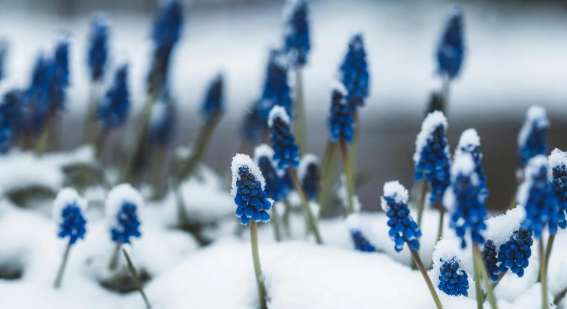 A hagyományok nem hazudnak: pár nap, és végleg eldől, jön-e a tavasz, vagy marad a fagyos tél