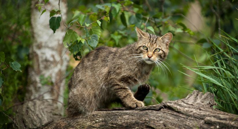 Újra feltűnt a magyar erdők rejtőzködő ragadozója: vadkamerának pózolt a börzsönyi vadmacska