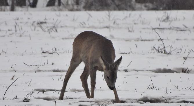 Benézett egy kis havazás Sopronba