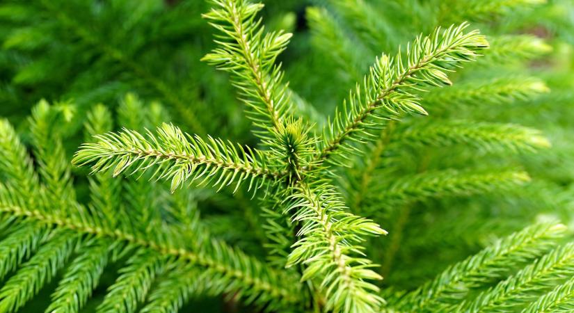 Miért barnul és hullik? A szobafenyő egyértelműen jelez