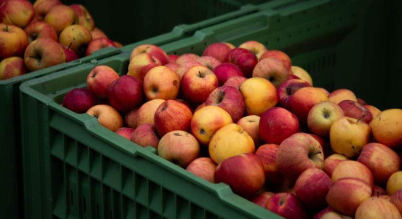 Ha nem ilyen almát vesz, jobban jár, ha csak megpucolva fogyasztja