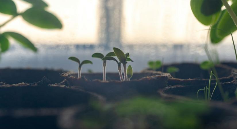 A lakásban is lehet zöldséget termeszteni? Mutatjuk, mely növényekkel kísérletezhetünk