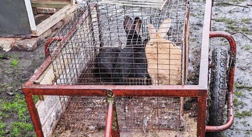 Korán jött a nyúlszezon: kézikocsival tolták el a húsvétot a hevesi községben