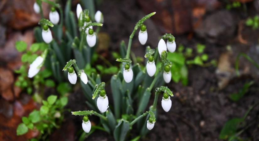 Befellegzett a télnek! A Szolnokon megjelent jelek legalábbis erre utalnak – galériával, videóval