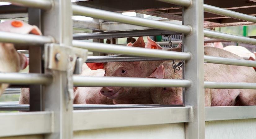 Nincs mellébeszélés: kegyetlen lemorzsolódás kezdődhet az állattenyésztésben