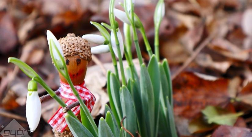 A tavasz ígérete – Gyönyörű hóvirágokra bukkant Makk Matyi